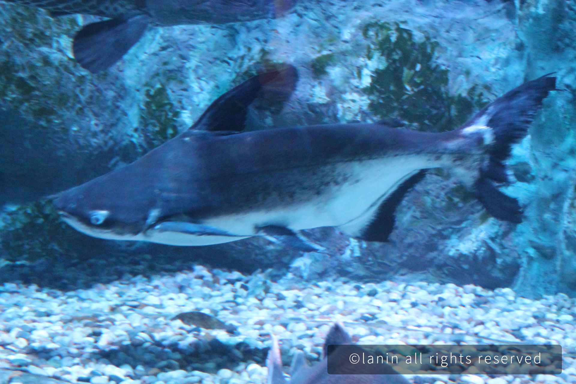 图片[7]-看啊！那些可爱的·····-趣玩吧-LANIN·BK 兰宁博客