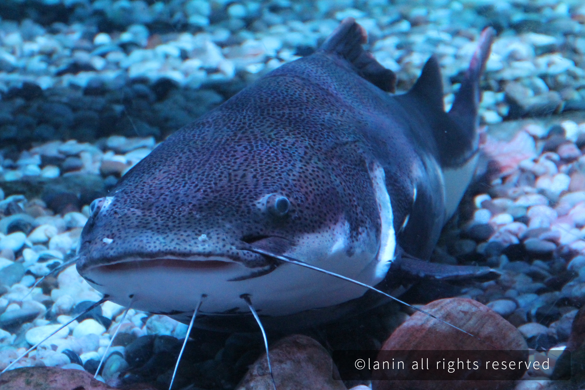 图片[6]-看啊！那些可爱的·····-趣玩吧-LANIN·BK 兰宁博客