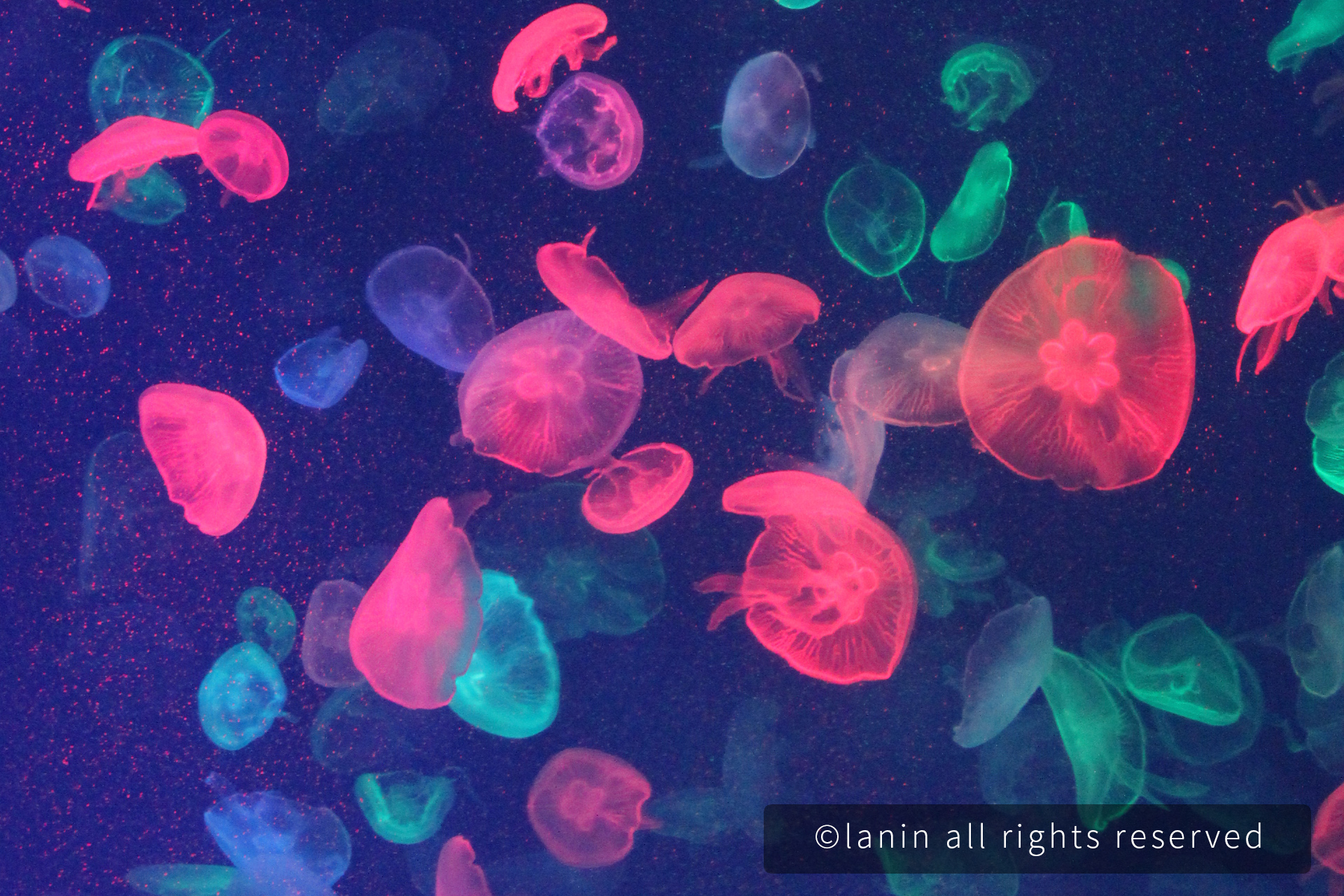 图片[18]-看啊！那些可爱的·····-趣玩吧-LANIN·BK 兰宁博客