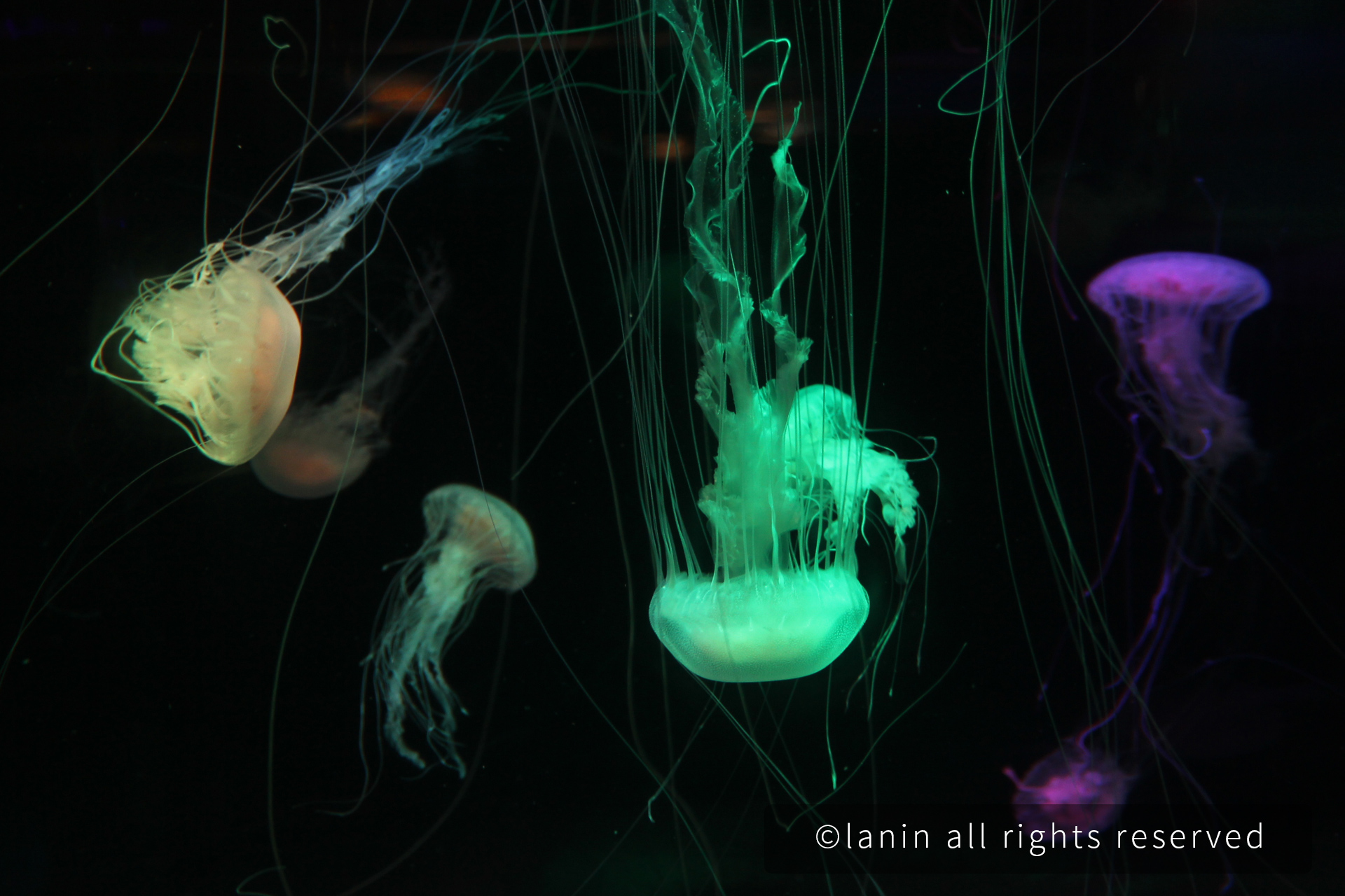 图片[14]-看啊！那些可爱的·····-趣玩吧-LANIN·BK 兰宁博客