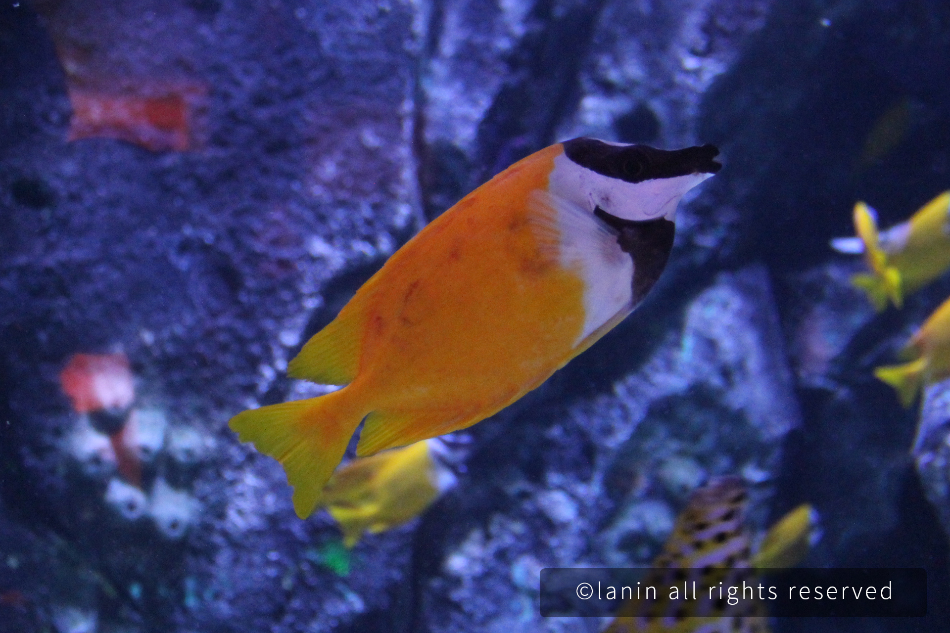 图片[29]-看啊！那些可爱的·····-趣玩吧-LANIN·BK 兰宁博客