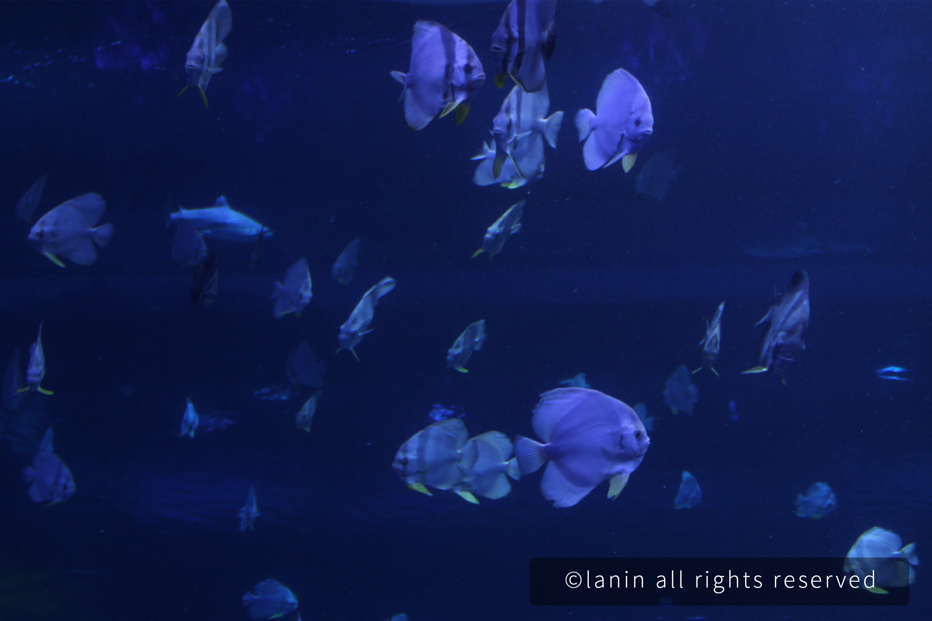 图片[35]-看啊！那些可爱的·····-趣玩吧-LANIN·BK 兰宁博客