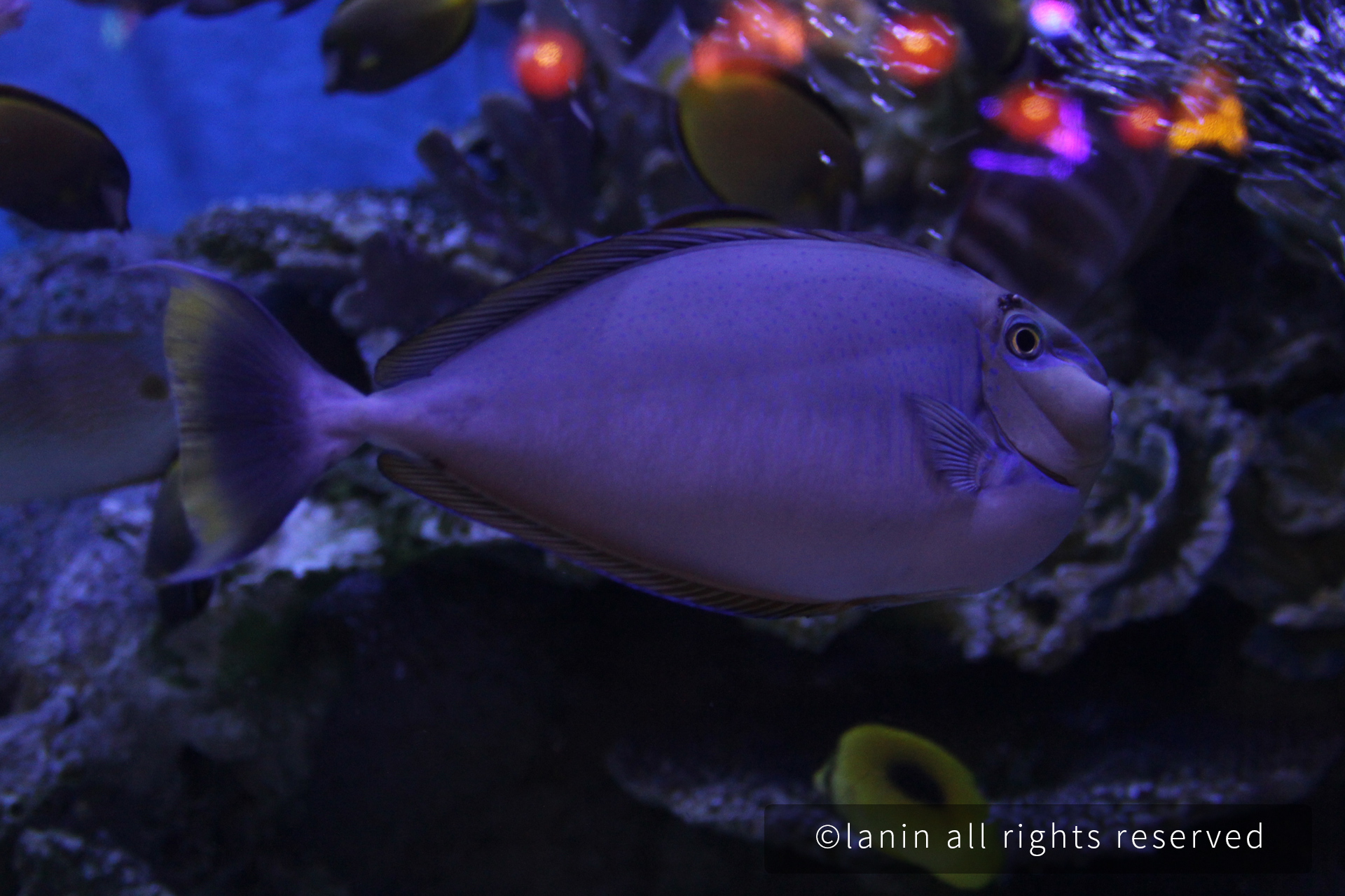 图片[25]-看啊！那些可爱的·····-趣玩吧-LANIN·BK 兰宁博客