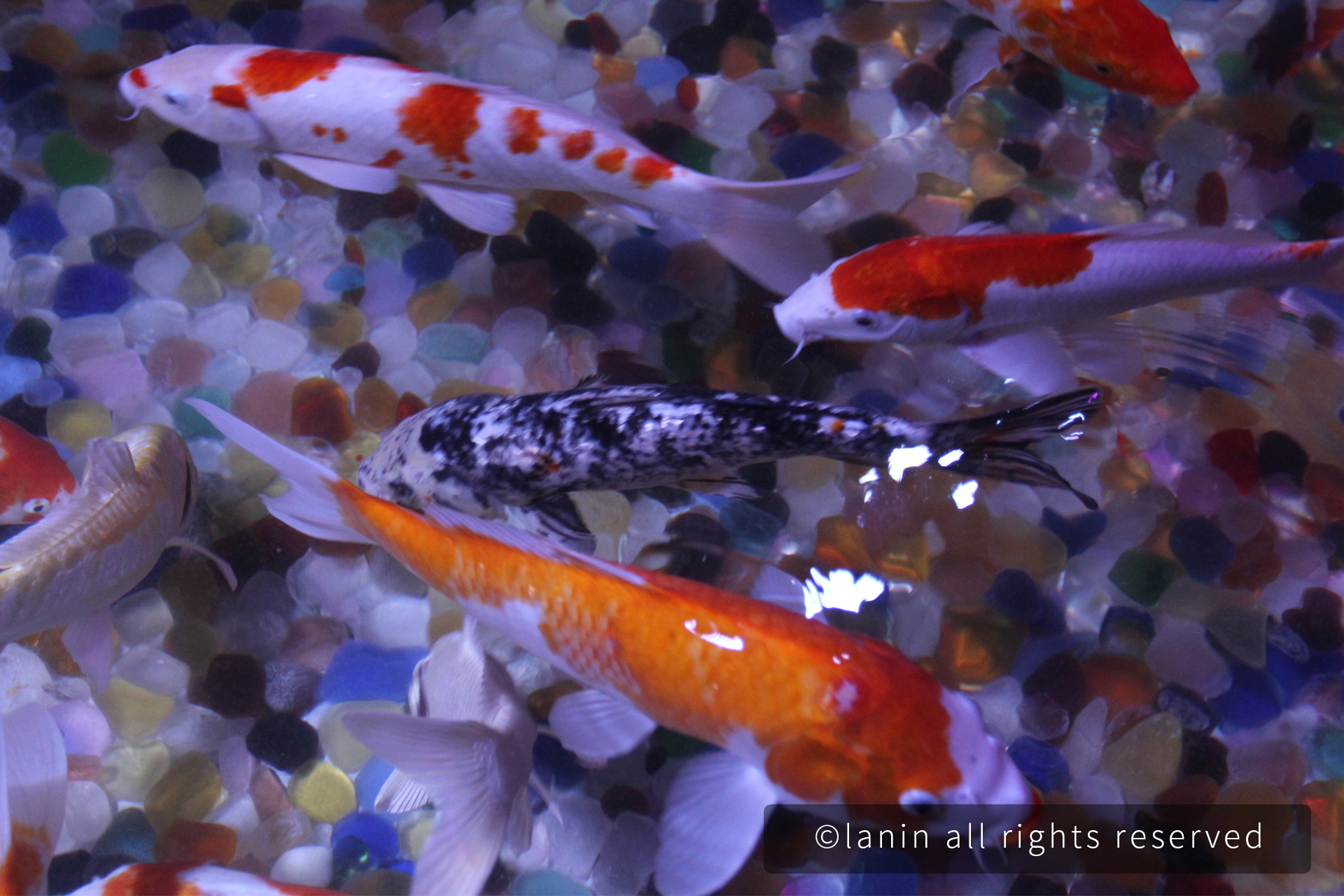 图片[9]-看啊！那些可爱的·····-趣玩吧-LANIN·BK 兰宁博客