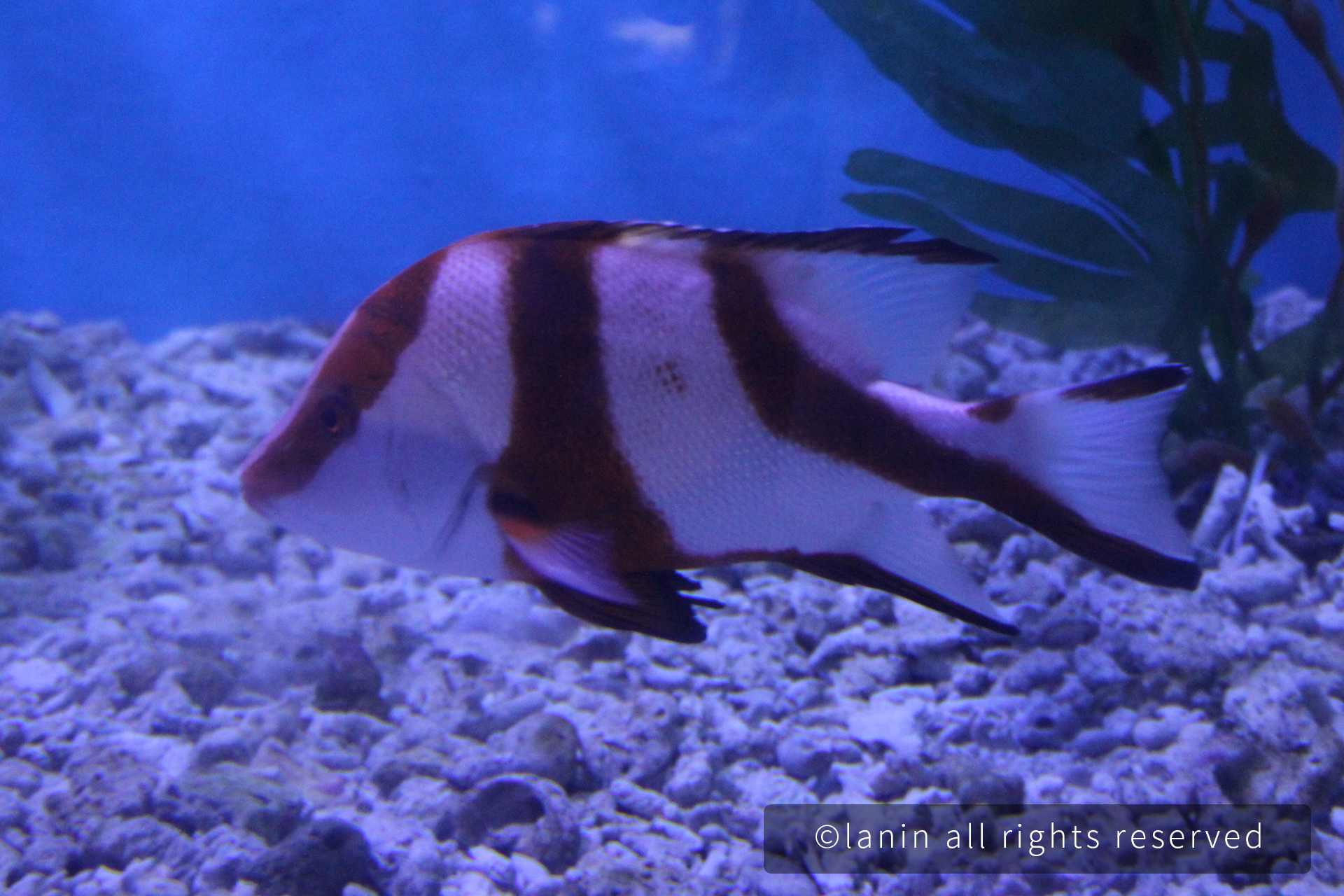 图片[33]-看啊！那些可爱的·····-趣玩吧-LANIN·BK 兰宁博客