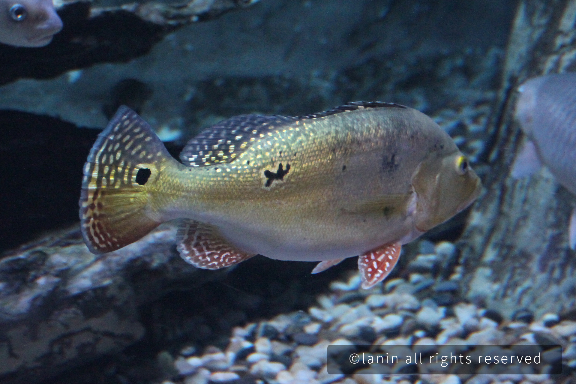 图片[10]-看啊！那些可爱的·····-趣玩吧-LANIN·BK 兰宁博客