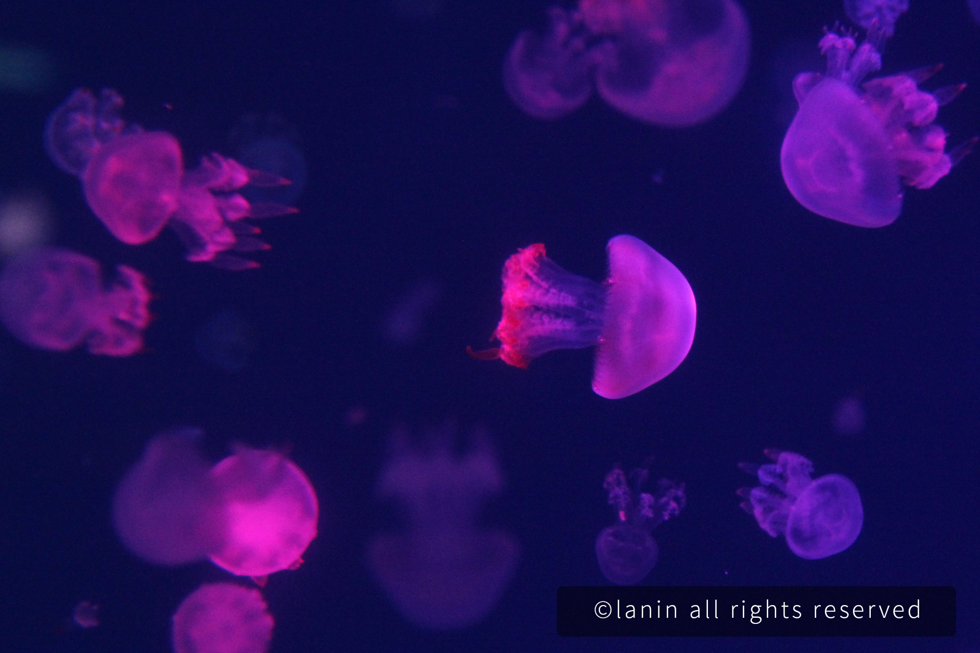 图片[21]-看啊！那些可爱的·····-趣玩吧-LANIN·BK 兰宁博客