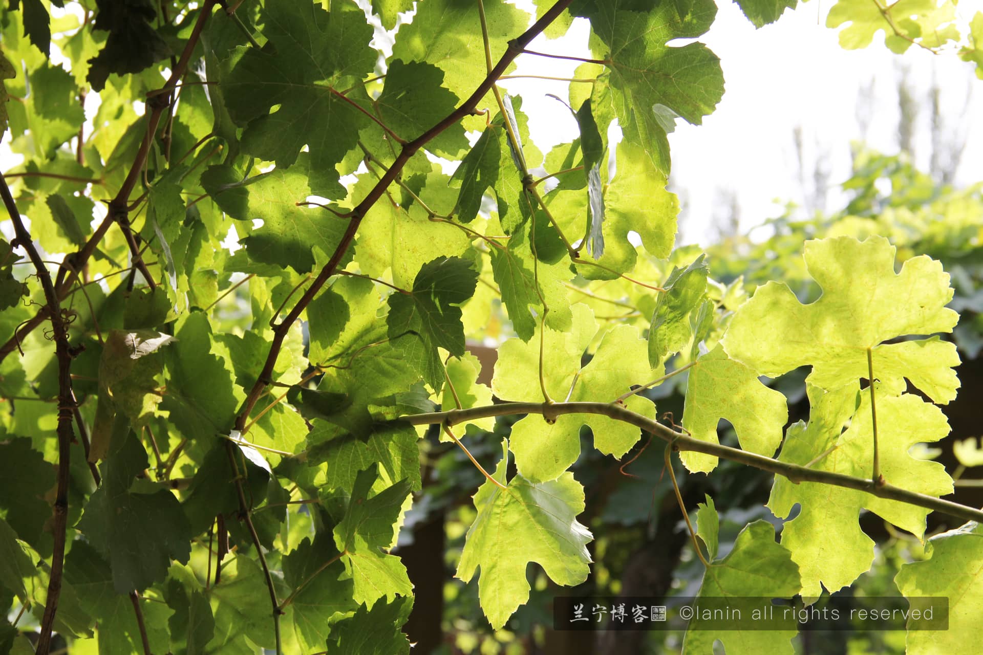 图片[16]-国庆新疆行，一次远途风光之旅-趣玩吧-LANIN·BK 兰宁博客