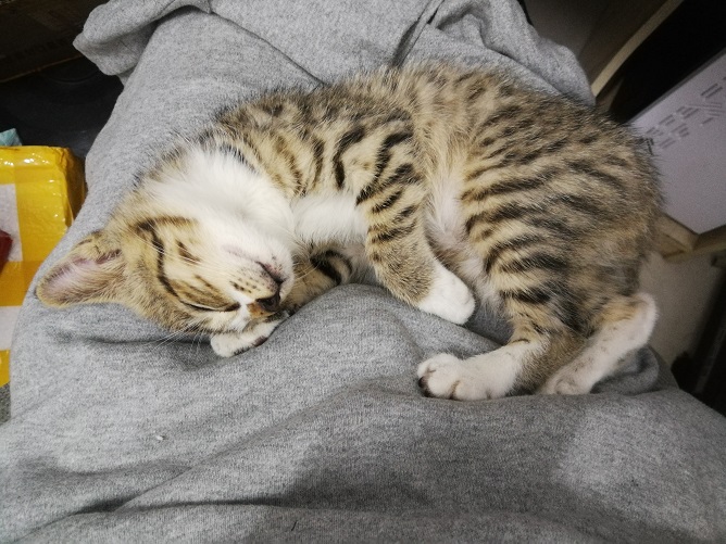 图片[4]-日常撸猫-猫猫来家的第六天-趣玩吧-LANIN·BK 兰宁博客