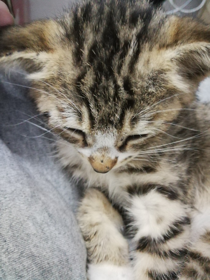 图片[3]-日常撸猫-猫猫来家的第六天-趣玩吧-LANIN·BK 兰宁博客