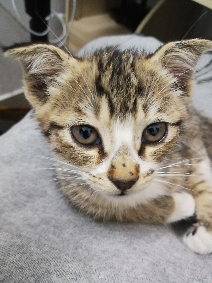 图片[2]-日常撸猫-猫猫来家的第六天-趣玩吧-LANIN·BK 兰宁博客